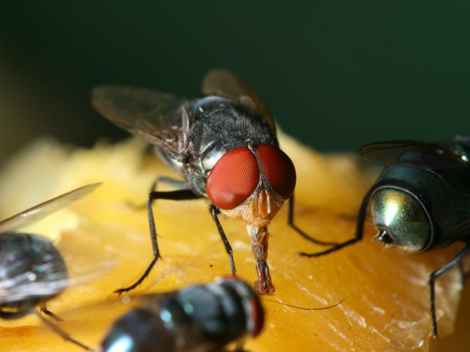 maddiker billede daka refood